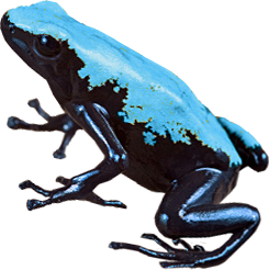 Splashback Blue Frog